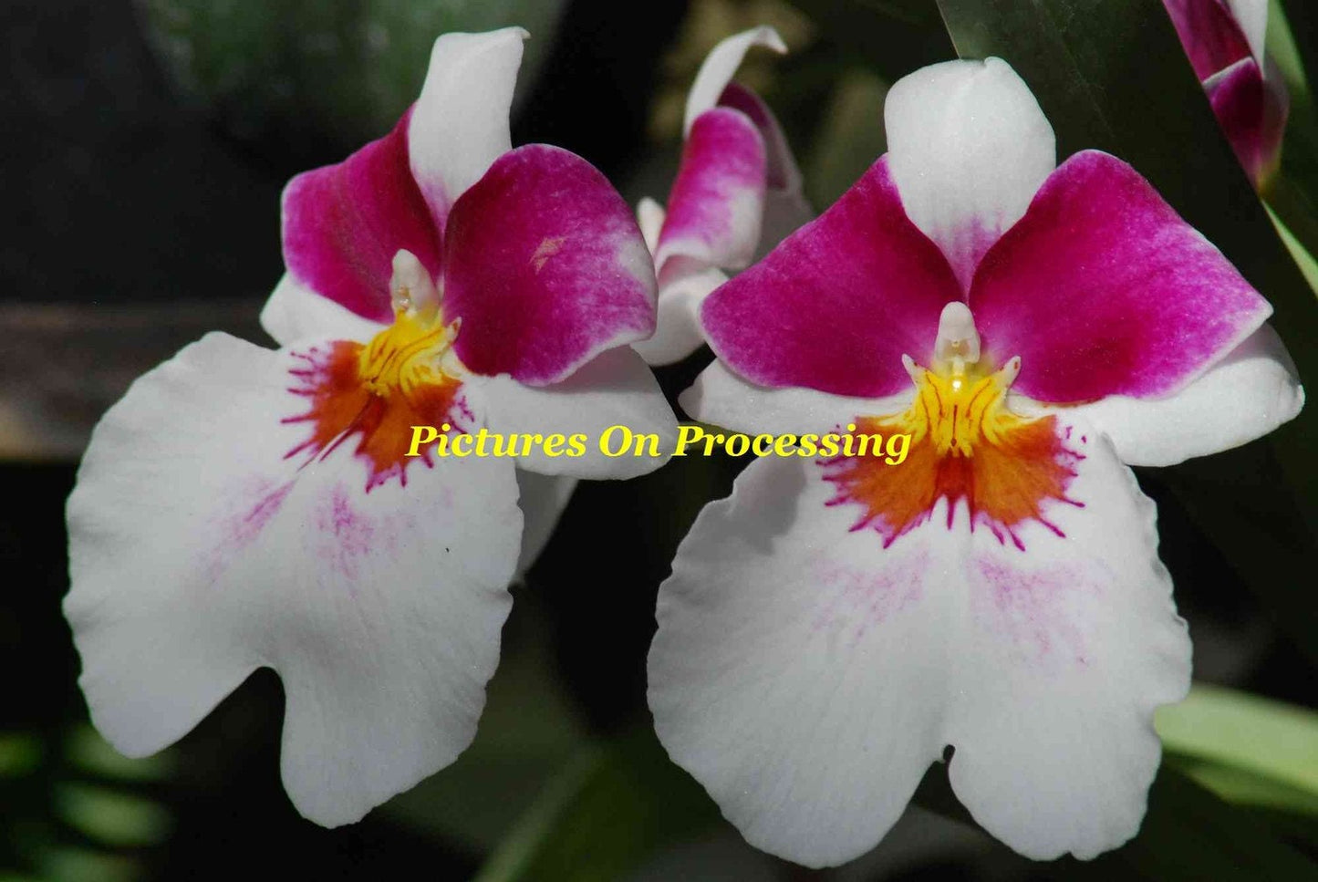 AAA 7.5-8.0mm 925 Sterling Silver Round Peacock Green Freshwater Pearl Stud Earrings